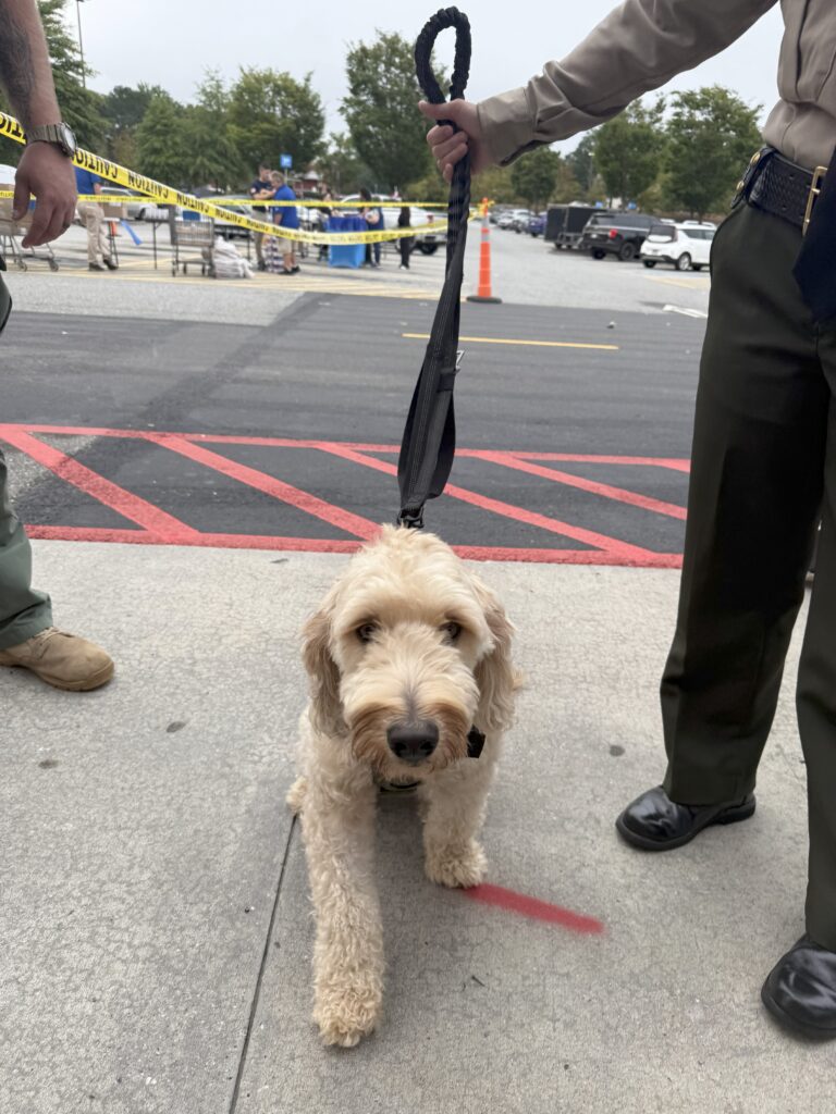K-9 Wyatt with the Pickens County Sheriff's Office (Courtesy photo)