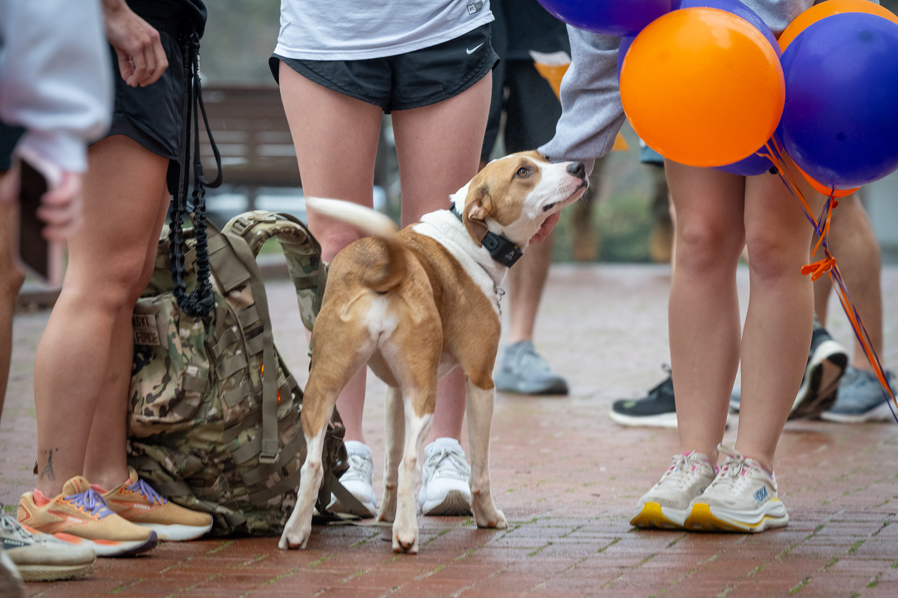 Hundreds of people participate in the 2026 Clemson 8 Challenge, an eight-mile run/walk/ruck march, on a misty Saturday morning, March 7, 2026. The Challenge was created to honor the 25 known Clemson alumni who suffered as POWs in all wars. It was originally created for 1938 Clemson alumnus, professor emeritus and WWII hero Ben Skardon, a survivor of the Bataan Death March, but has expanded to include Clemson POWs from all wars. Money raised from the event goes toward sending teams of Clemson ROTC students to participate in the Bataan Memorial Death March at White Sands Missile Range, NM. Sophomore finance major GB Stalnaker served as master of ceremonies. (Photo by Ken Scar)